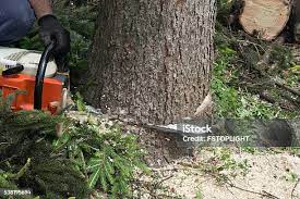 Best Storm Damage Tree Cleanup  in Amery, WI